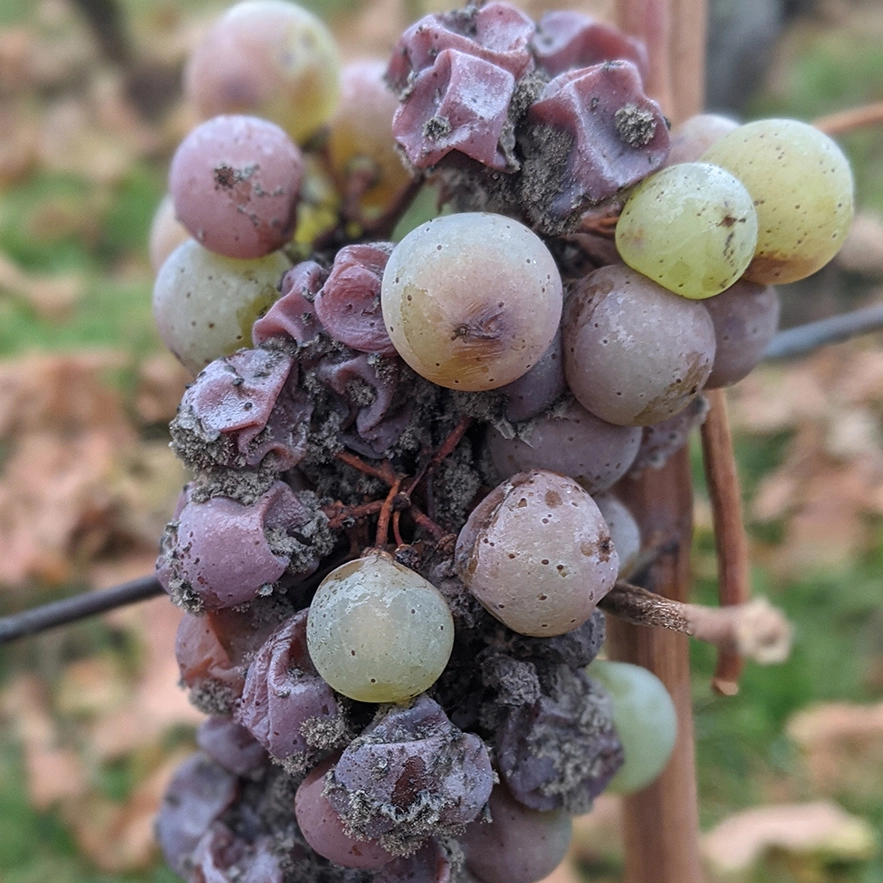 TESCH Weinlese Botrytistraube